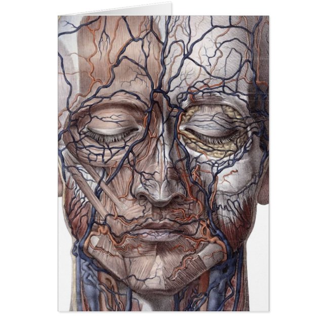 Hoofd Veinen en spieren (Voorkant)