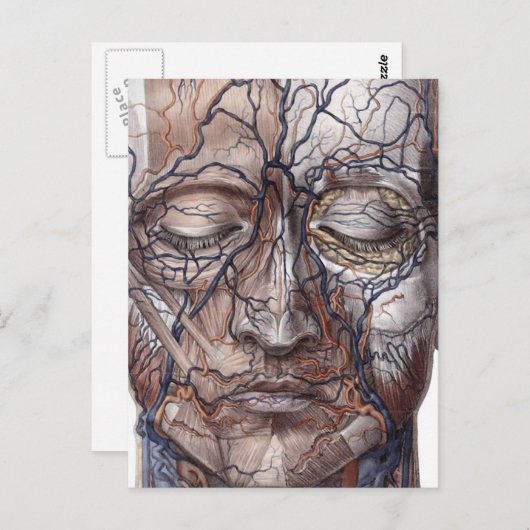 Hoofd Veinen en spieren Briefkaart (Voorkant / Achterkant)