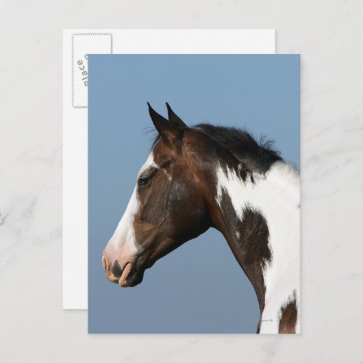 Hoofd verf paard 1 briefkaart (Voorkant / Achterkant)