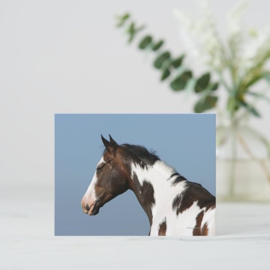 Hoofd verf paard 1 briefkaart (Staand voorkant)