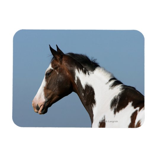 Hoofd verf paard 1 magneet (Horizontaal)