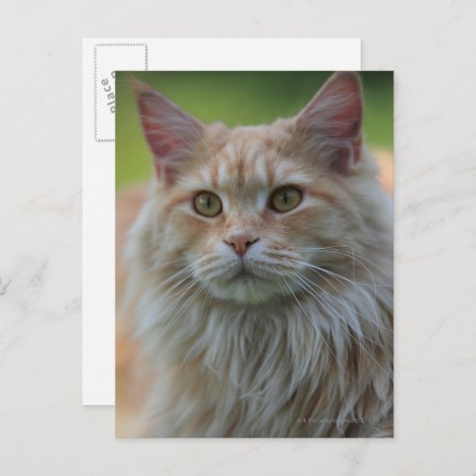 Hoofddekmantel Briefkaart (Voorkant / Achterkant)