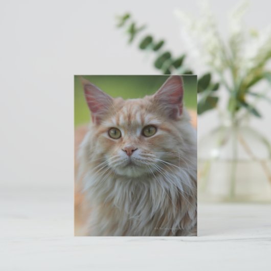 Hoofddekmantel Briefkaart (Staand voorkant)