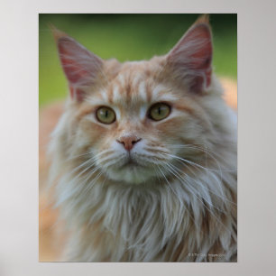 Hoofddekmantel Poster