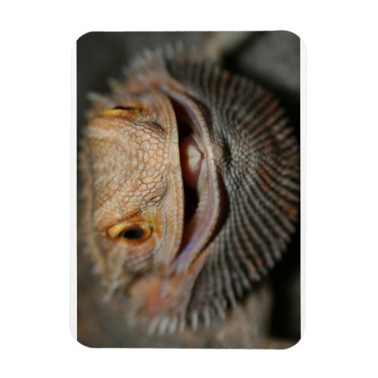  hoofddraak magneet (Verticaal)