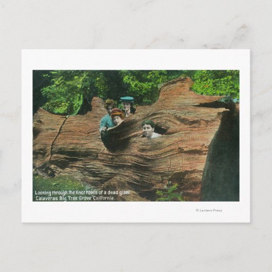 Hoofden blootgesteld in Knot Holes van Giant Redwo Briefkaart (Voorkant)