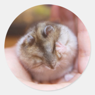 Hoofdpijn bij hamsters ronde sticker