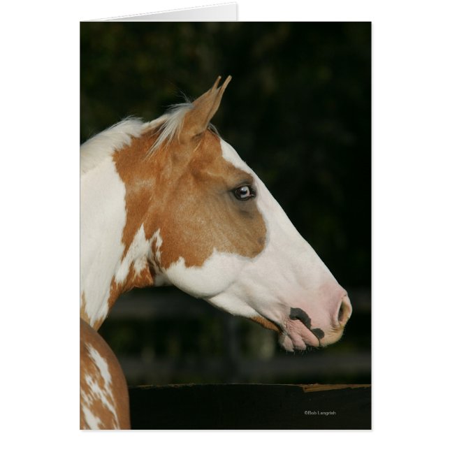 Hoofdschot 2 van het schilderpaard (Voorkant)