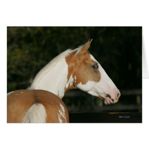 Hoofdschot 2 van het schilderpaard