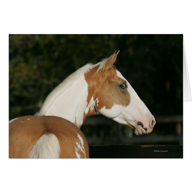 Hoofdschot 2 van het schilderpaard (Voorkant Horizontaal)