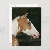 Hoofdschot 2 van het schilderpaard briefkaart (Voorkant / Achterkant)