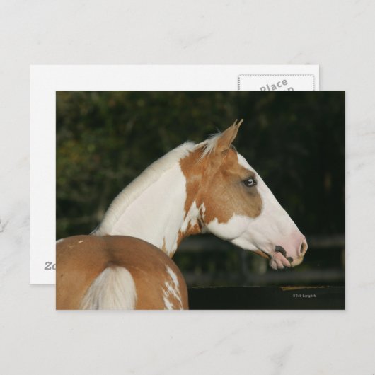 Hoofdschot 2 van het schilderpaard briefkaart (Voorkant / Achterkant)