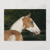 Hoofdschot 2 van het schilderpaard briefkaart (Voorkant)
