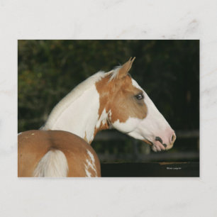 Hoofdschot 2 van het schilderpaard briefkaart