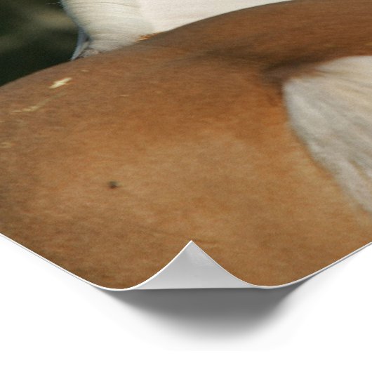 Hoofdschot 2 van het schilderpaard poster (Hoek)