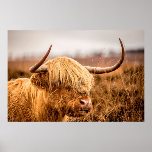 HOOGLAND CATTLE POSTER (Voorkant)