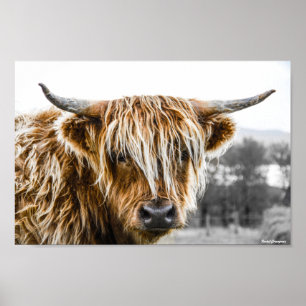 Hoogland Cow Coo Poster