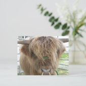 Hoogland Koe Briefkaart (Staand voorkant)