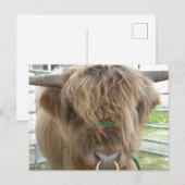 Hoogland Koe Briefkaart (Voorkant / Achterkant)