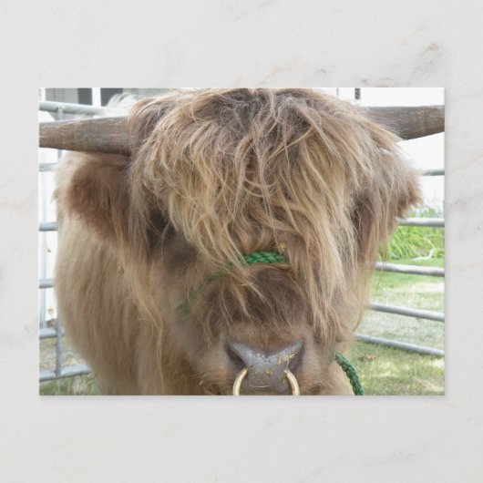 Hoogland Koe Briefkaart (Voorkant)