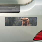 Hoogland koe kalf herfstgrasveld bumpersticker (Op auto)