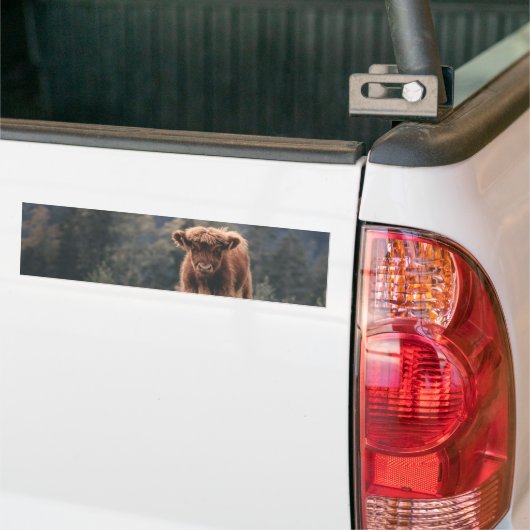Hoogland koe kalf herfstgrasveld bumpersticker (Op Truck)