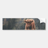 Hoogland koe kalf herfstgrasveld bumpersticker (Voorkant)