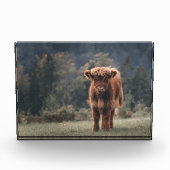 Hoogland koe kalf herfstgrasveld fotoblokken (Voorkant)