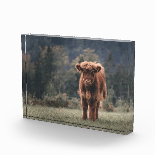 Hoogland koe kalf herfstgrasveld fotoblokken (Rechts)
