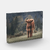 Hoogland koe kalf herfstgrasveld fotoblokken (Links)