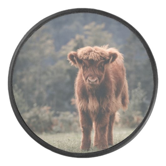 Hoogland koe kalf herfstgrasveld hockey puck (Voorkant)