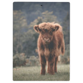 Hoogland koe kalf herfstgrasveld klembord (Achterkant)