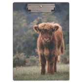 Hoogland koe kalf herfstgrasveld klembord (Voorkant)