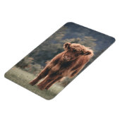 Hoogland koe kalf herfstgrasveld magneet (Linkerzijde)