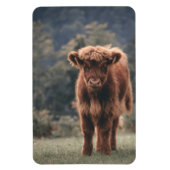 Hoogland koe kalf herfstgrasveld magneet (Verticaal)