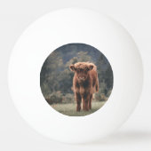 Hoogland koe kalf herfstgrasveld pingpongbal (Voorkant)