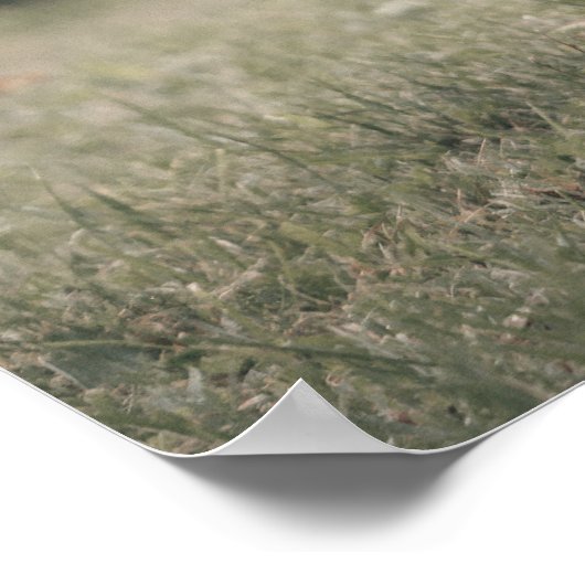 Hoogland koe kalf herfstgrasveld poster (Hoek)