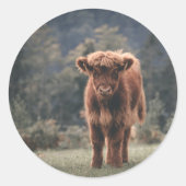 Hoogland koe kalf herfstgrasveld ronde sticker (Voorkant)