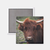 Hoogland koe magneet (Voorkant / Achterkant)