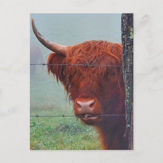 Hoogland Koe met een draadhek Briefkaart