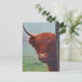 Hoogland Koe met een draadhek Briefkaart (Staand voorkant)