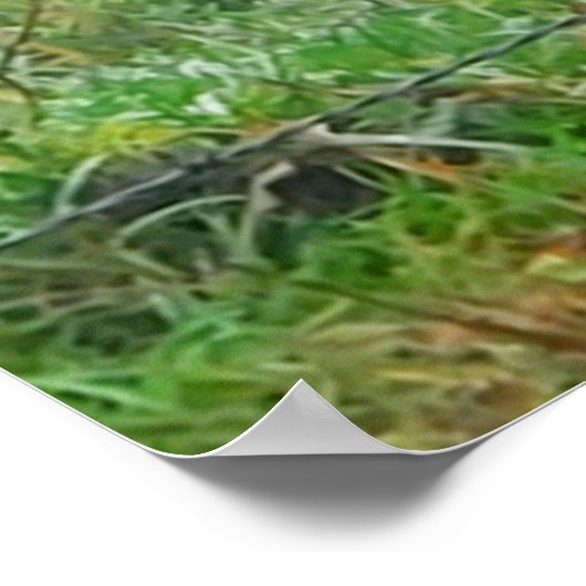 Hoogland Koe met een draadhek Poster (Hoek)