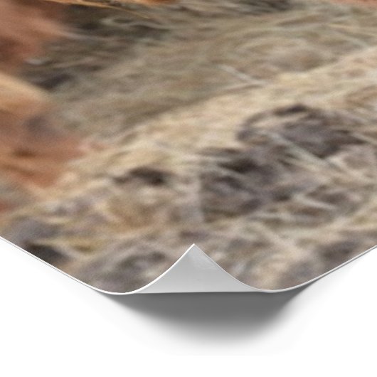 Hoogland Koe Poster (Hoek)