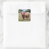 Hoogland Koe Sticker (Tas)