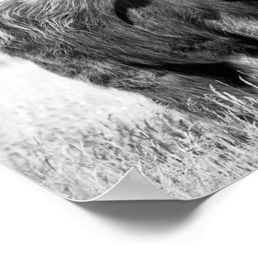 Hoogland koe tong zwart-wit poster (Hoek)