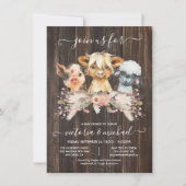 Hoogland Koe, Varkens, Baby shower van lammeren Wi Kaart (Voorkant)