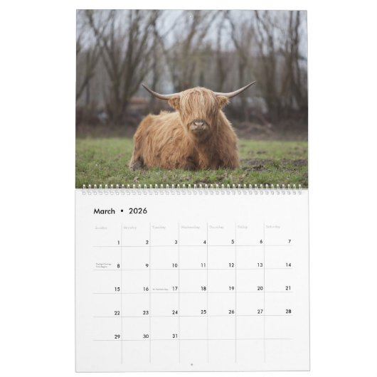 Hoogland Koeien - 12 maanden hoge veestapel - Kalender (Mar 2026)