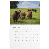 Hoogland Koeien - 12 maanden hoge veestapel - Kalender (Feb 2026)