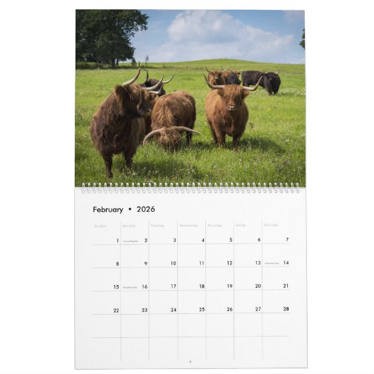 Hoogland Koeien - 12 maanden hoge veestapel - Kalender (Feb 2026)