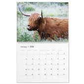 Hoogland Koeien - 12 maanden hoge veestapel - Kalender (Jan 2026)